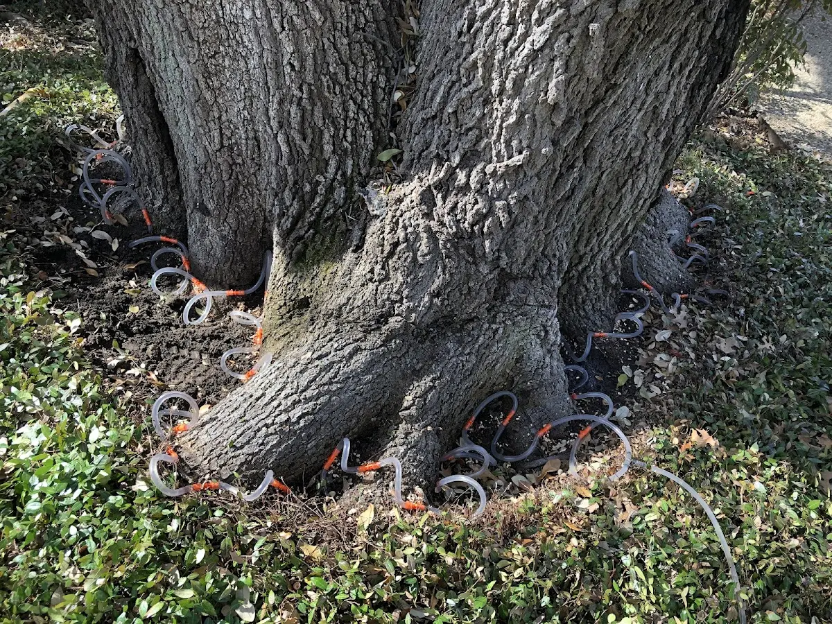 Detailed Tree Cabling and Bracing job site in Hidden Valley Lake