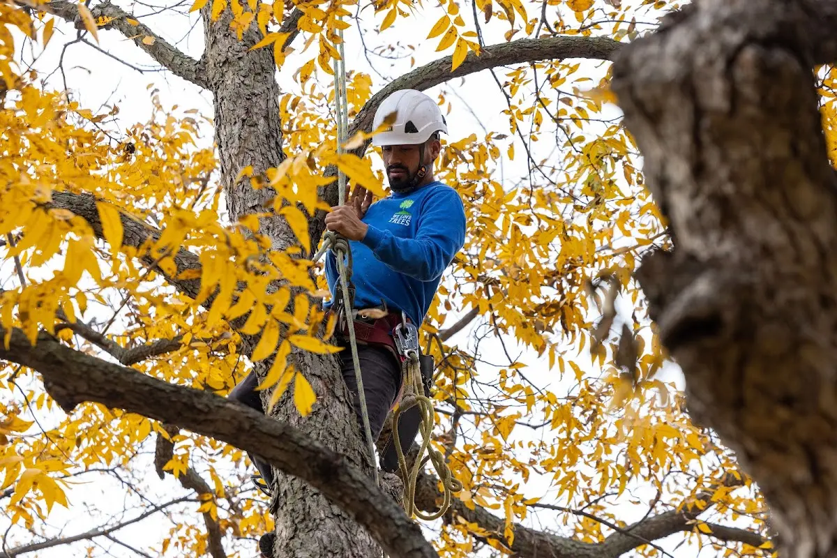 Skilled Tree Trimming crew working in Hidden Valley Lake