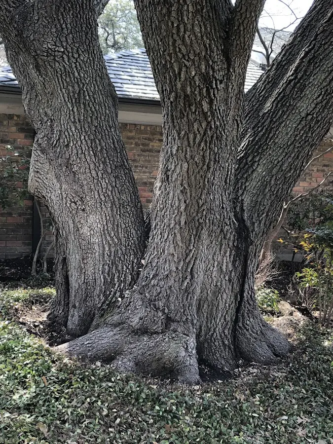 Mature heritage tree close to a Hidden Valley Lake property cared for by certified arborists